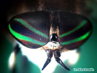 Philipotabanus-fascipennis