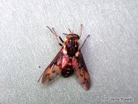 Scione maculipennis
