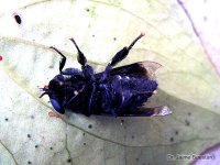 Dicladocera sp Tinajillas patas abeja